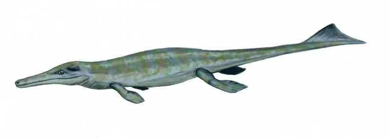 Metriorhynchus are fast swimmers and are designed for swimming.
