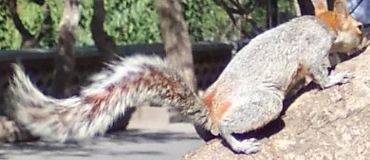 Mexican gray squirrels make great additions to any backyard wildlife habitat!