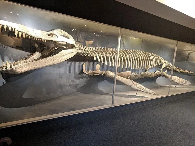 Meyerasaurus is also known as Meyerasaurus victor.