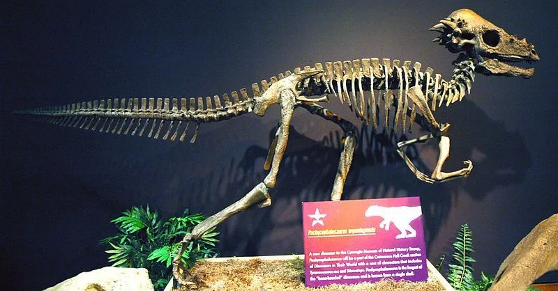 Micropachycephalosaurus dinosaurs are bipedal; travel using only the two hind legs for walking. It could have gone on all fours on some specific occasions.