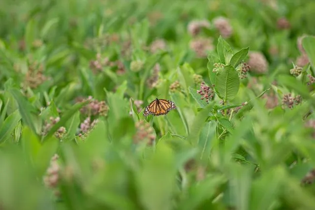 There are about 140 species of milkweed, common milkweed, being one of them.