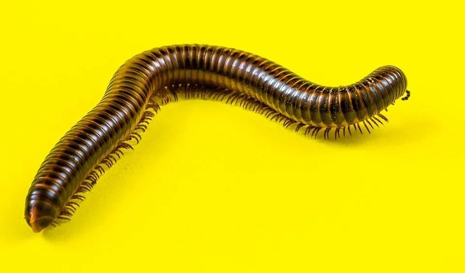 Millipedes have one of the most complex body structures!