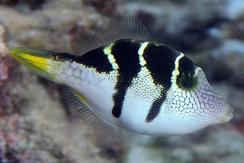 These fish come in various colors and patterns.