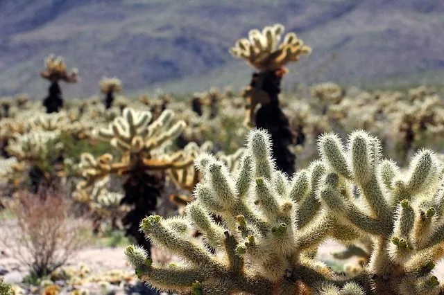 There are almost two dozen types of cacti in the Mojave Desert.