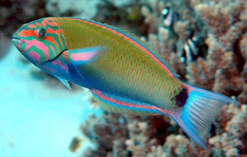 Moon wrasses have caudal fins that are crescent-shaped like a moon hence their name moon wrasses.