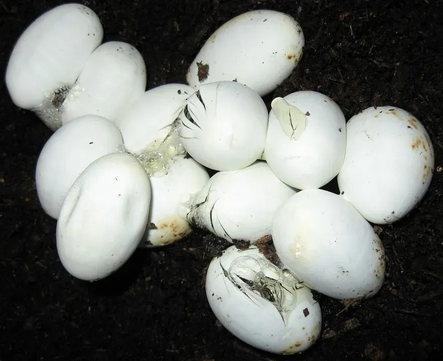 Most reptile eggs have soft and leathery shells but some minerals may turn them into hard shells.
