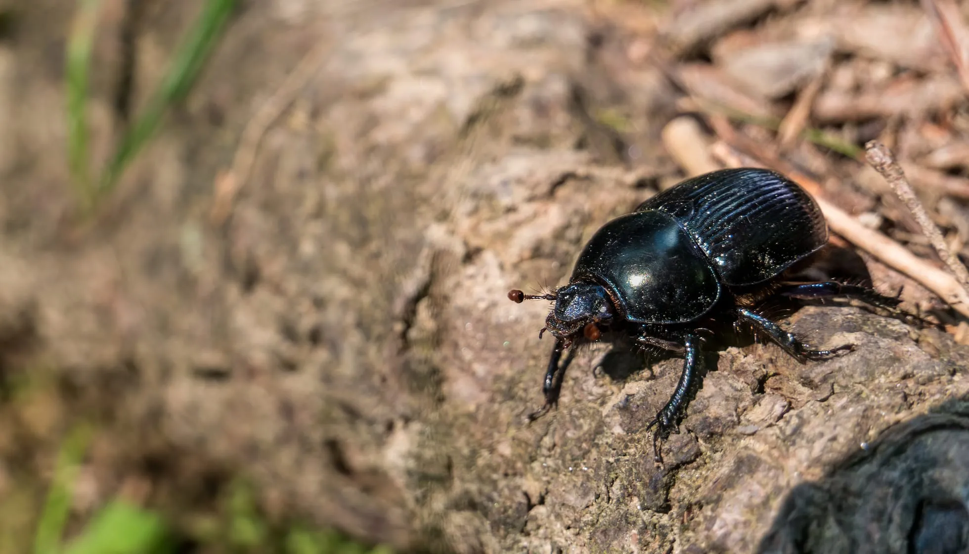 Mountain Pine Beetle on ground