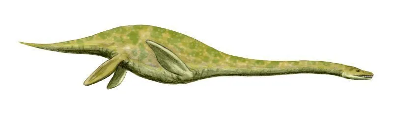Muraenosaurus had a long neck with a small skull.