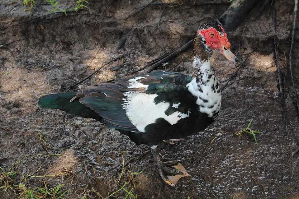 Fun Muscovy Duck Facts For Kids