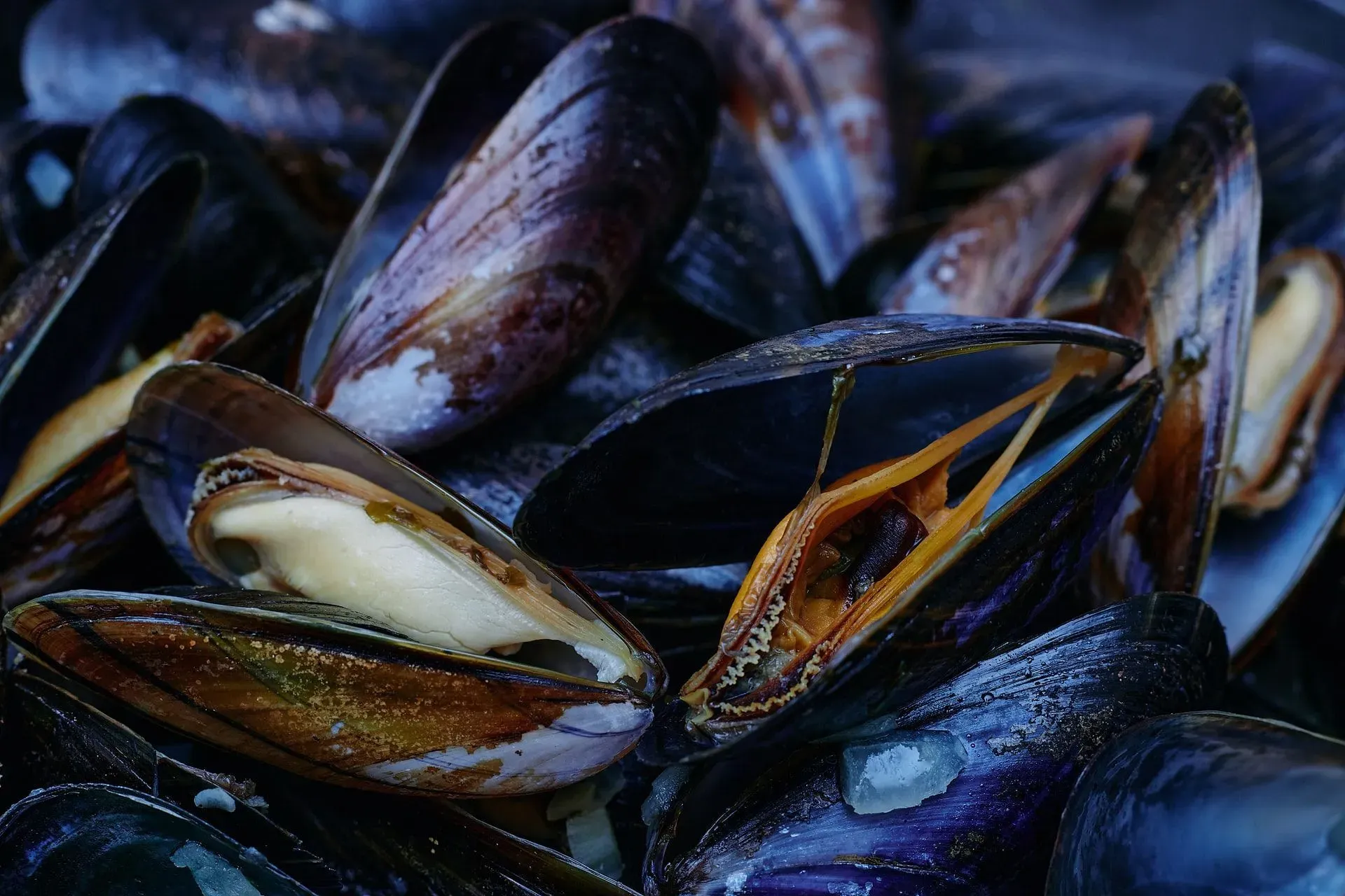 Know the enthralling fun facts about mussels vs. clams and which is better.