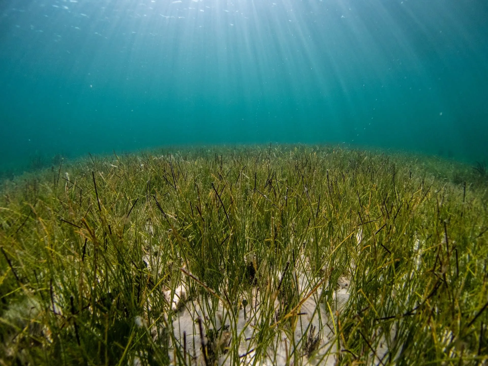 NOAA has declared this aquatic plant as essential fish habitat in 1996!