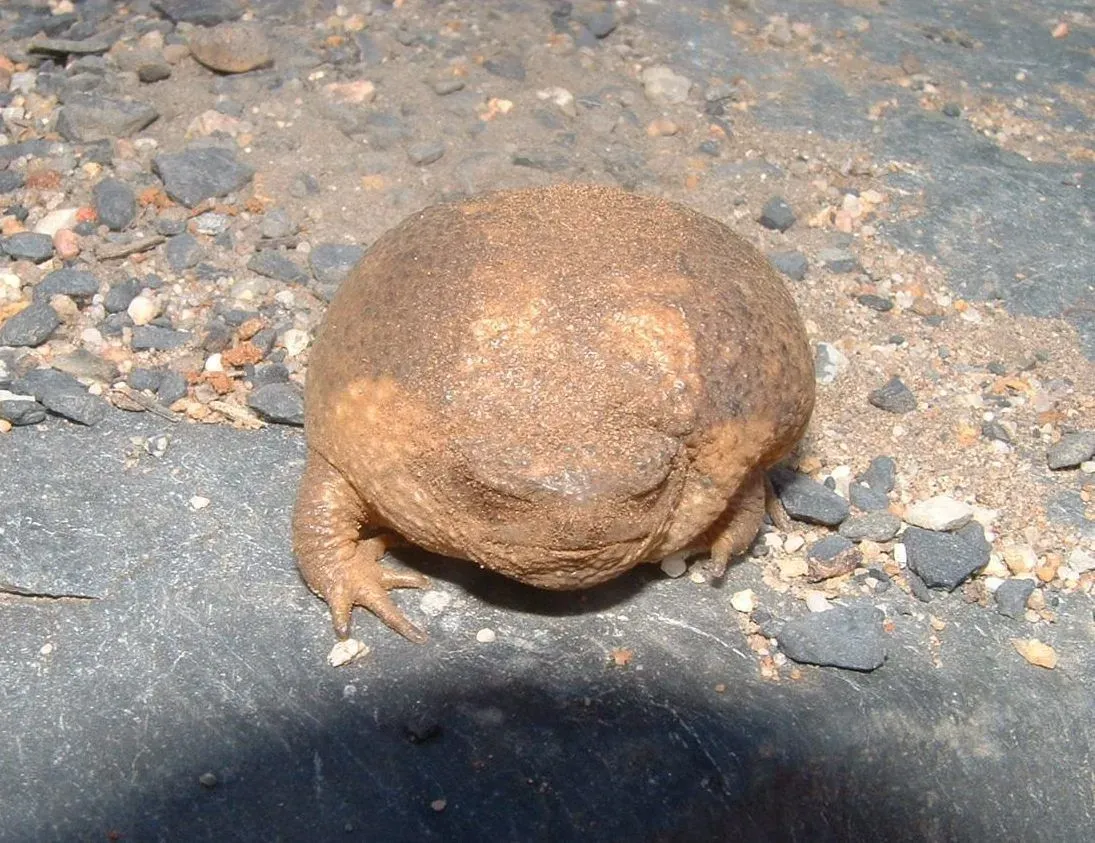Namaqua rain frog facts are all comprised of their body detailings, habitat, and range of distribution.