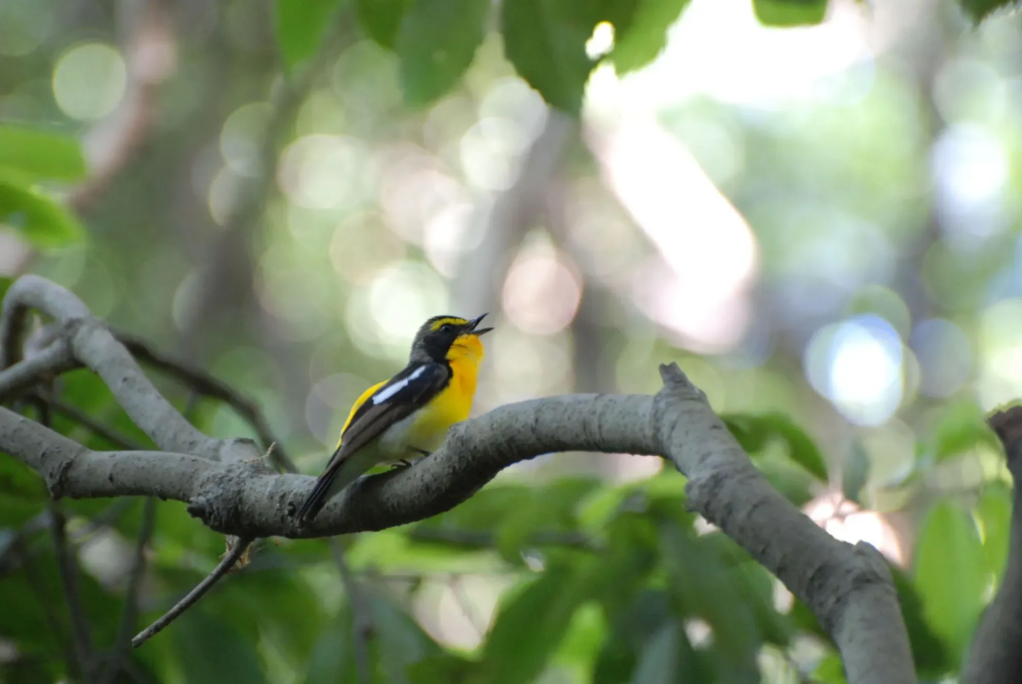 Fun facts about narcissus flycatcher birds are interesting!