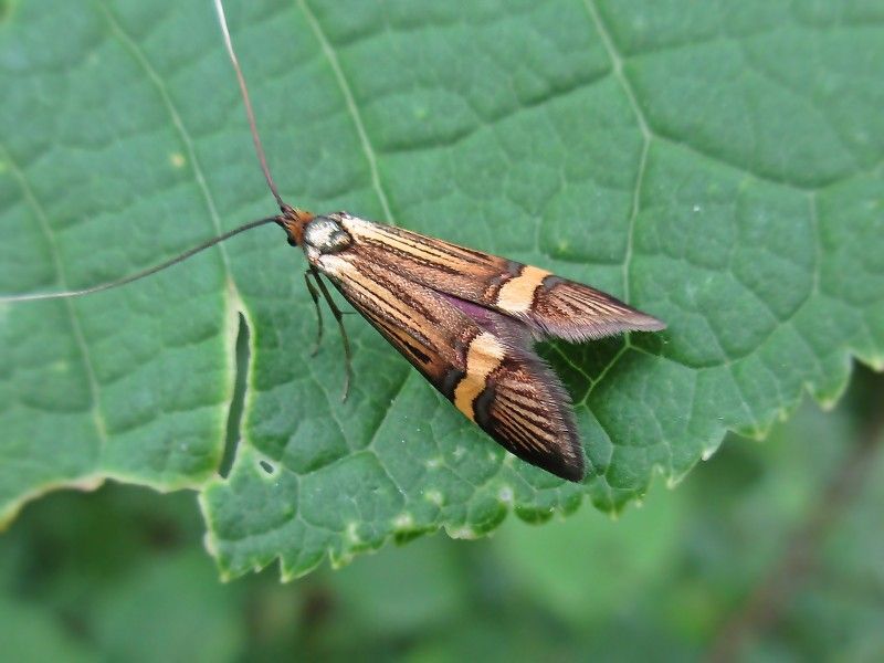 Fairy Moth 