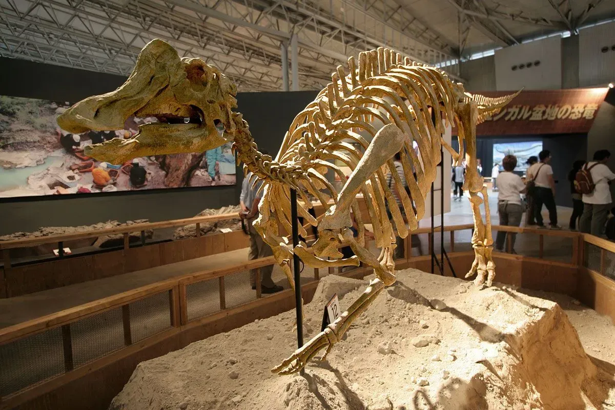 Nipponosaurus reproduced by laying eggs.