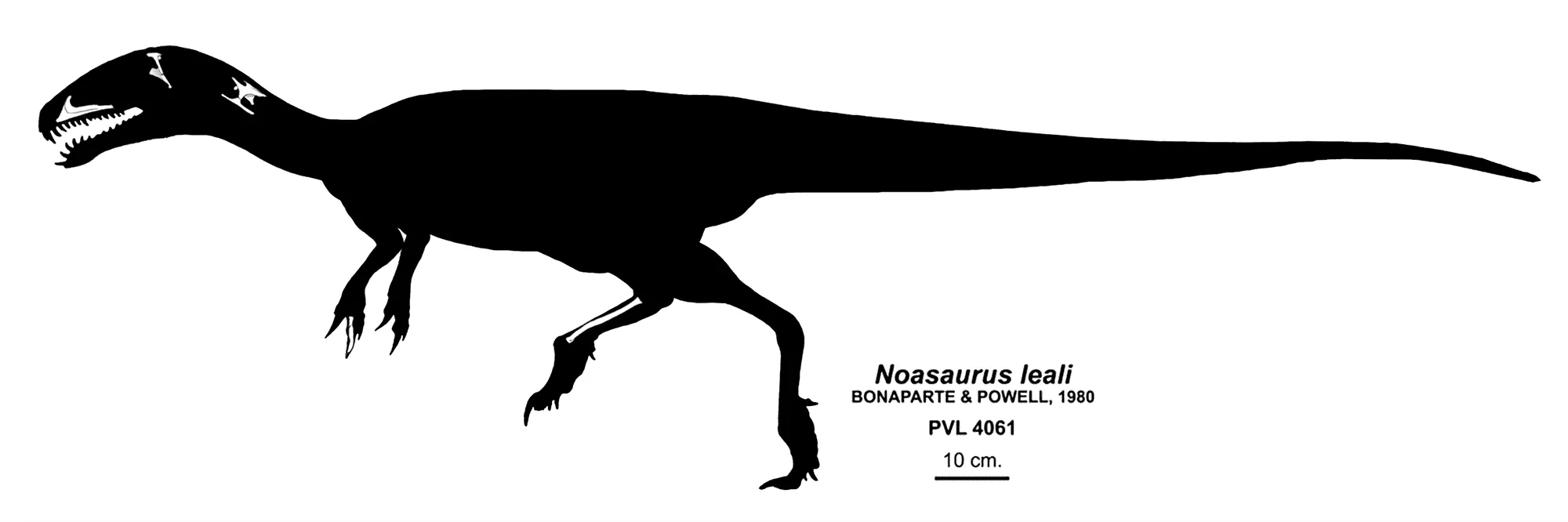 The Noasaurus dinosaur fossil was found in Argentina by Bonaparte and Powell.