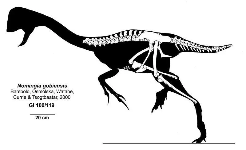 Nomingia was a lightweight dinosaur.