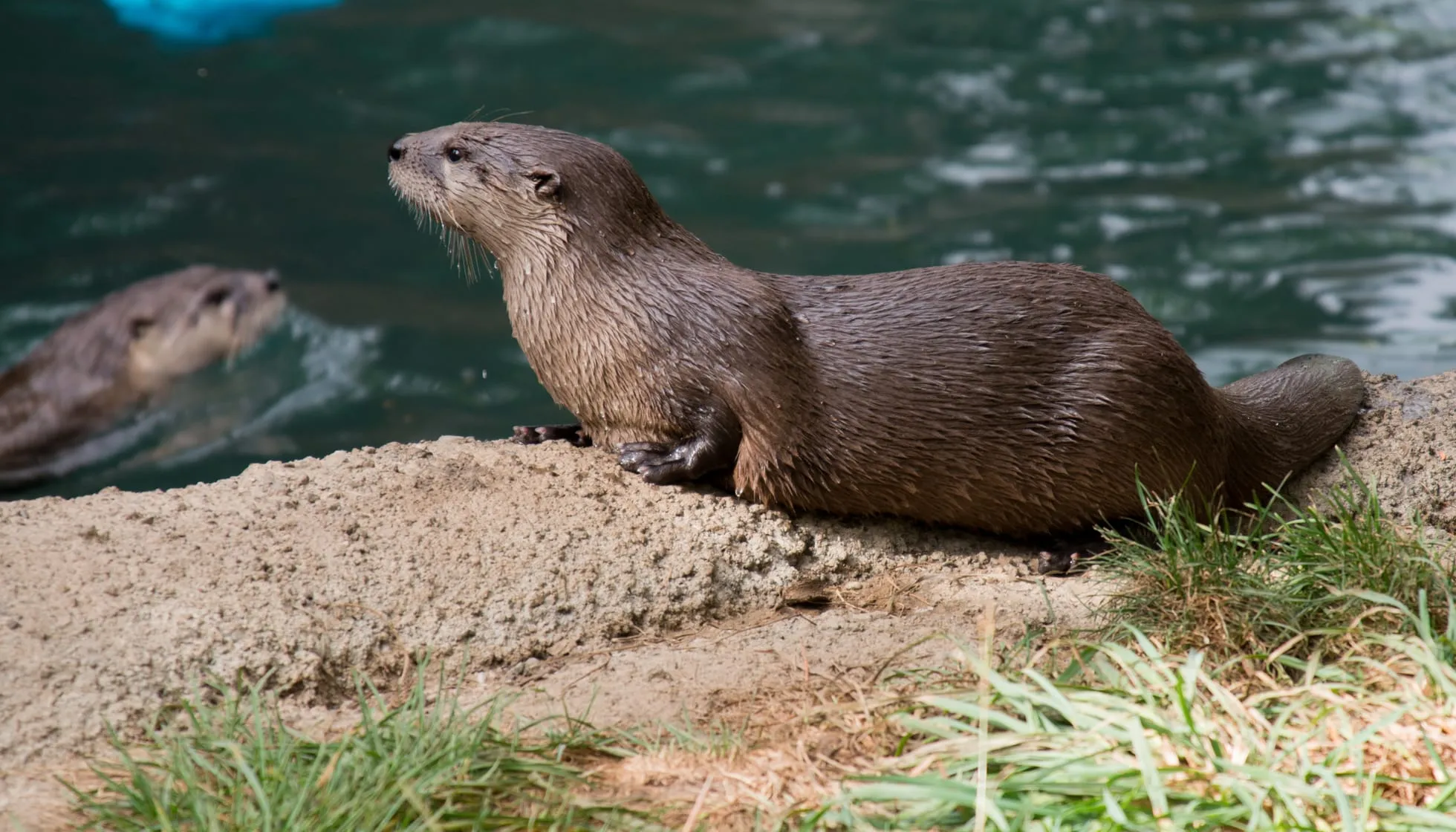 North American River Otter near water