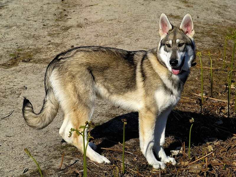 Northern Inuit dog facts for all kids who love dogs