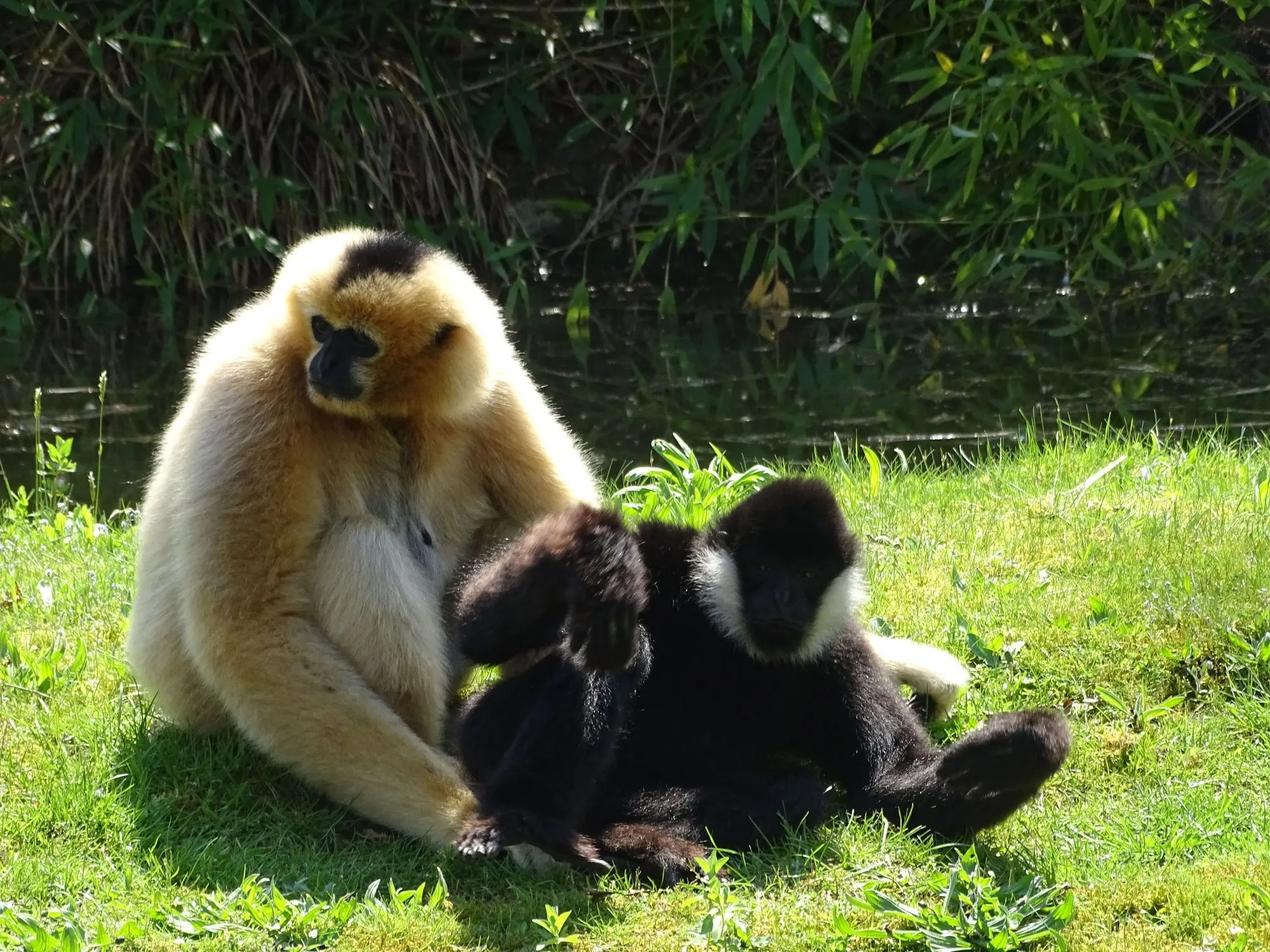 Northern white-cheeked gibbon facts are fascinating.