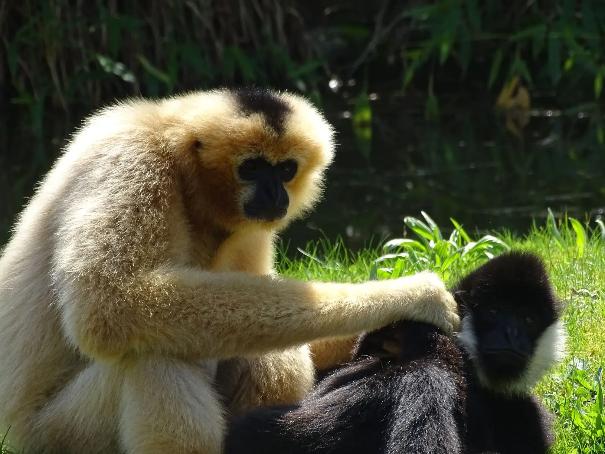 Northern white-cheeked gibbons are omnivores.