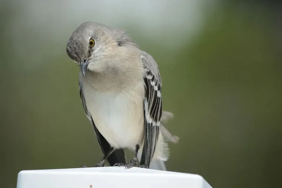 Northern mockingbirds have the fascinating ability to recite over 150 different types of songs.