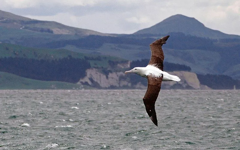 Northern royal albatrosses have pale pink bills.