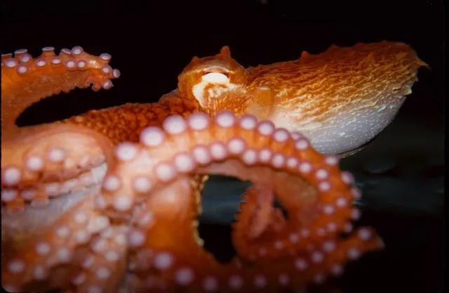 Pacific octopi can deliver more than 50,000 babies simultaneously and spend months protecting their eggs.