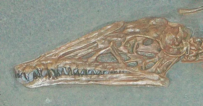 Ohmdenosaurus is a largely unstudied species.