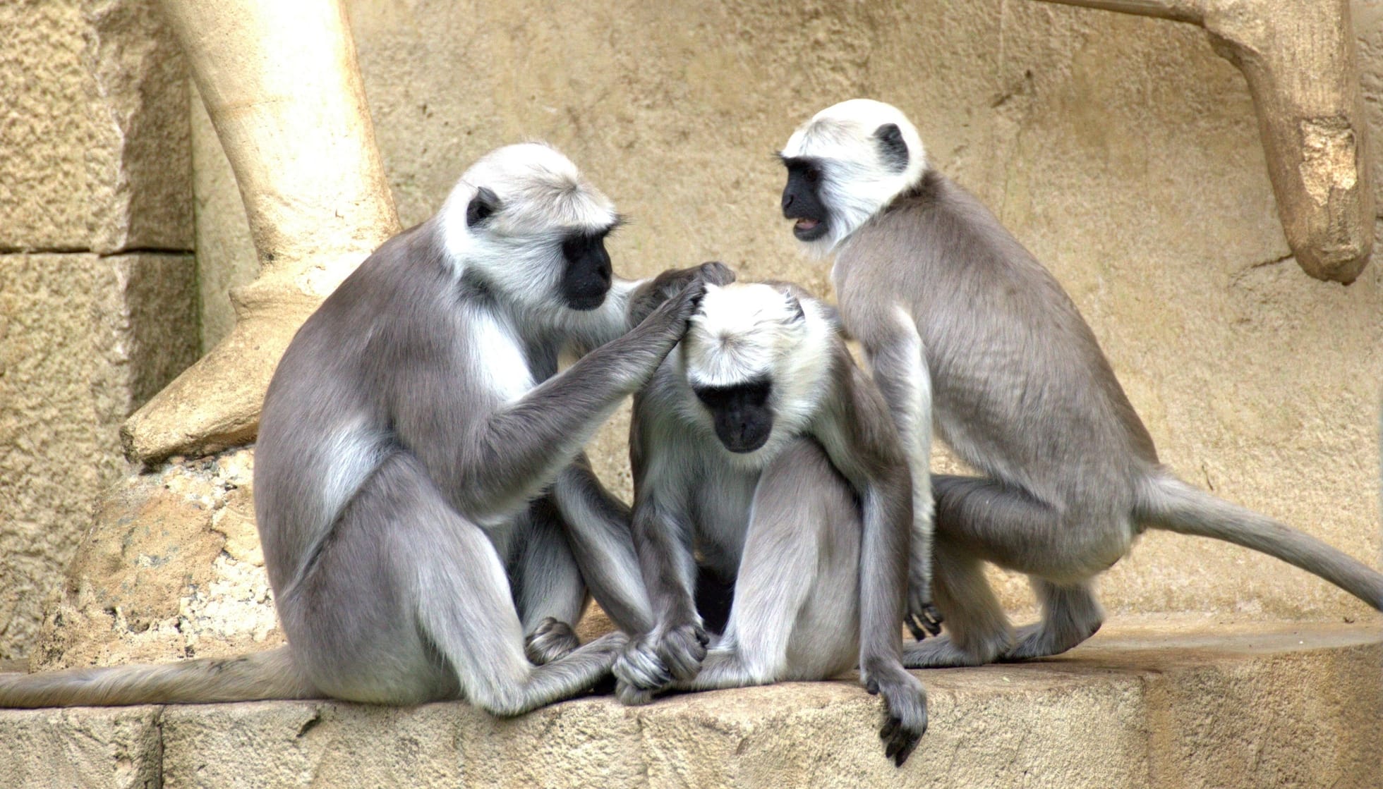 Three Old World Monkeys chilling 