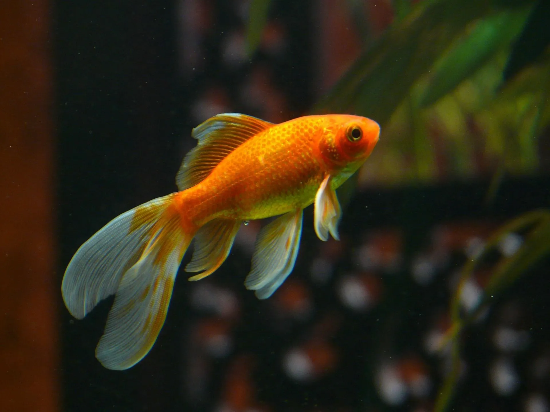 Goldfish is one of the most popular fish breeds in the world.