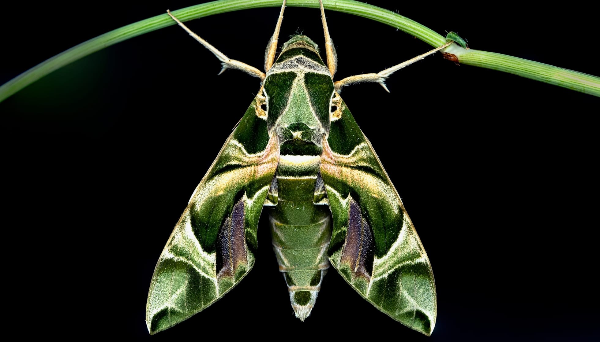 Жюль Лефевр Grasshopper