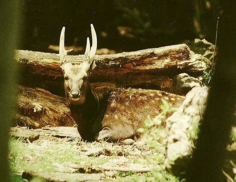 One of the biggest threats to Visayan spotted deers is hunting by humans for their meat or antlers.