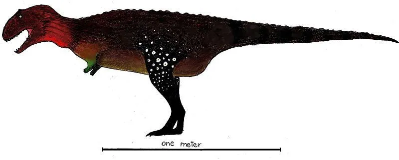 One of the interesting Dahalokely facts is that it was a bipedal and carnivorous Abelisaurid.
