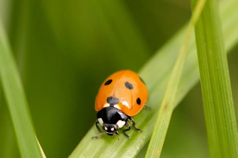 Are Orange Ladybugs Poisonous? Spot-ting Dangerous Bugs