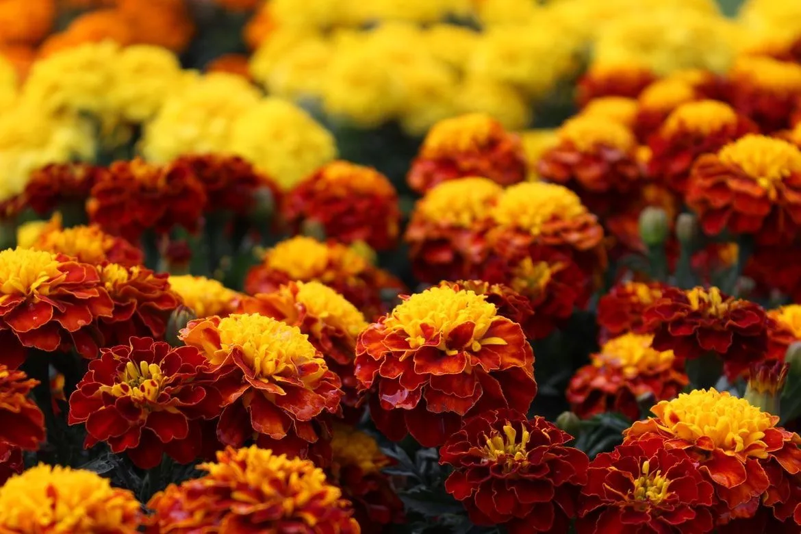 Orange marigold flower is about 3.5 in (8.9 cm) long and is the largest of all species of marigold.
