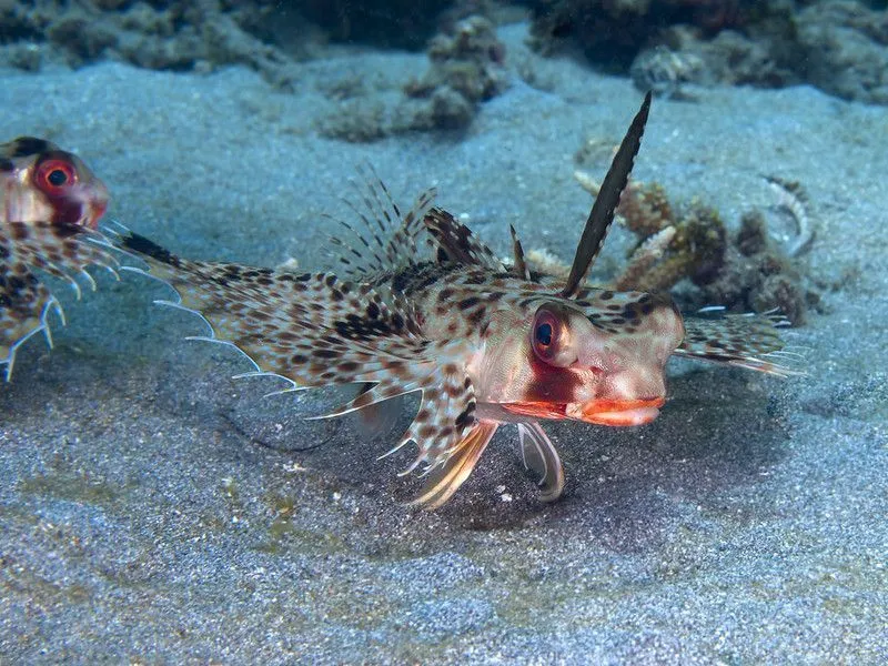Oriental flying gurnard facts about this colorful fish.