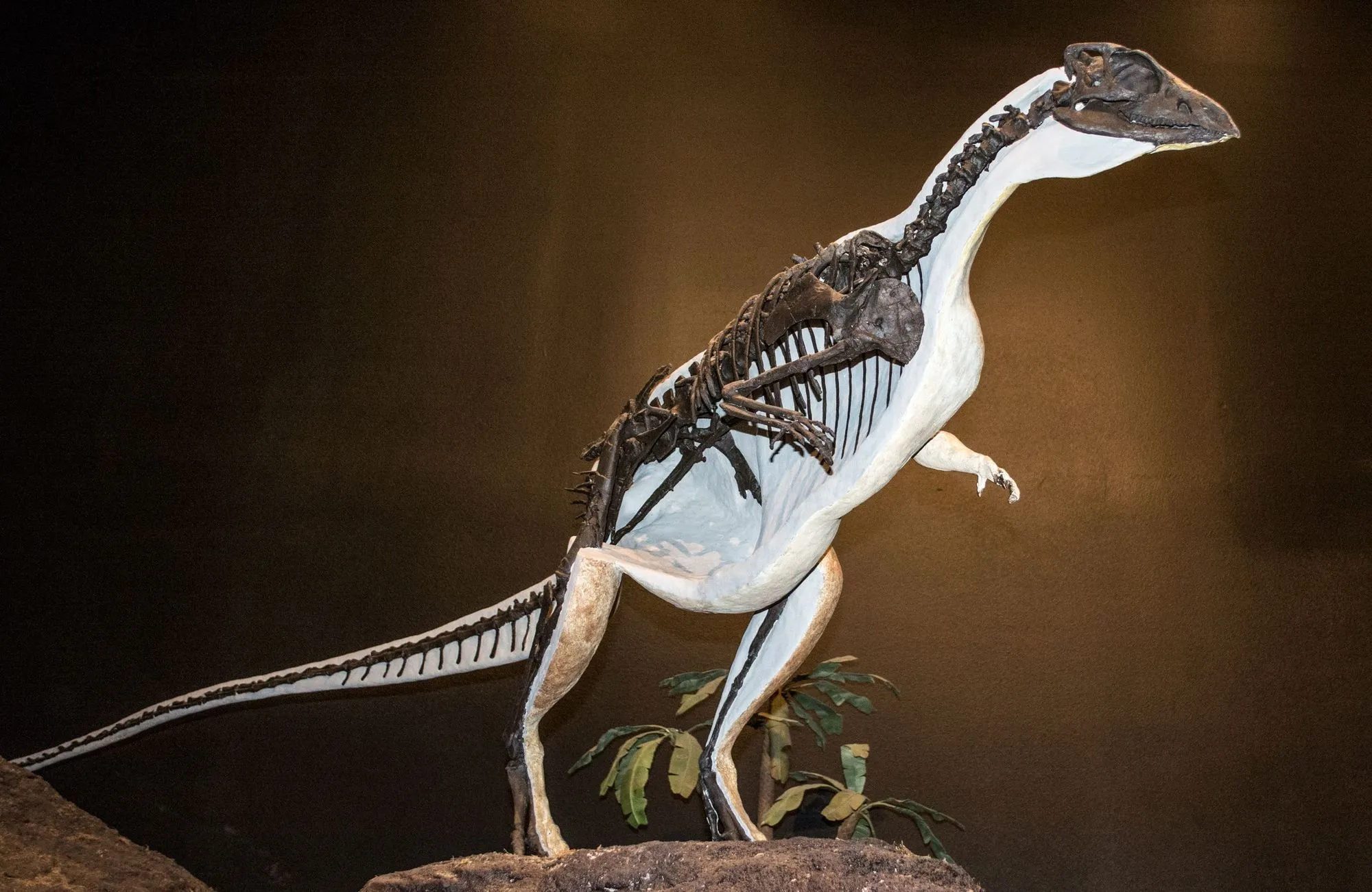 The Oryctodromeus was a bipedal dinosaur.