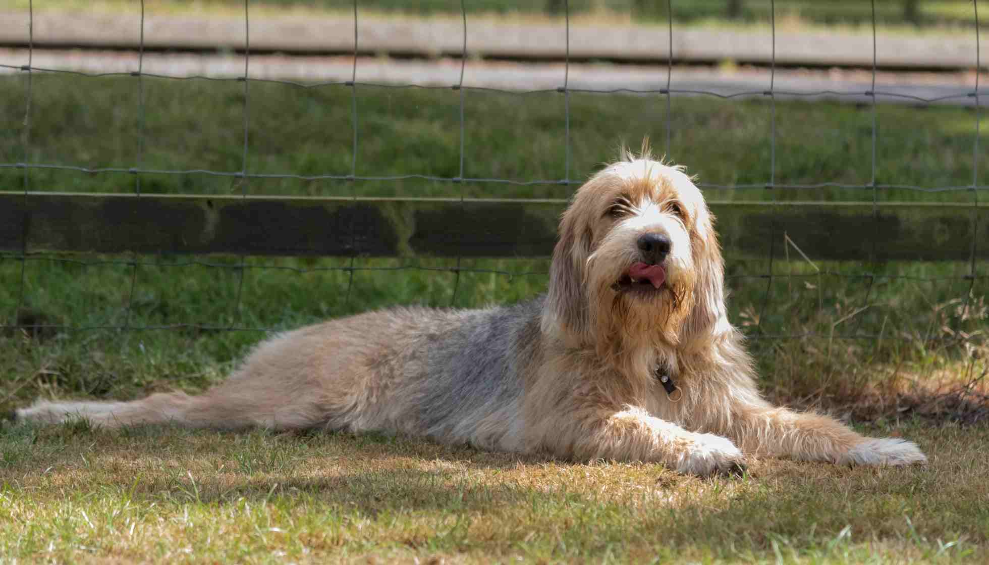 is a otterhound the right dog for you