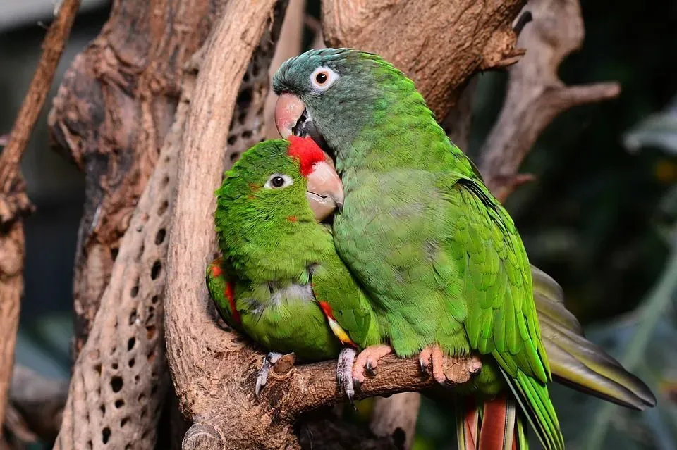 Owners who have peach faced lovebirds as pets want to know how long do lovebirds live?