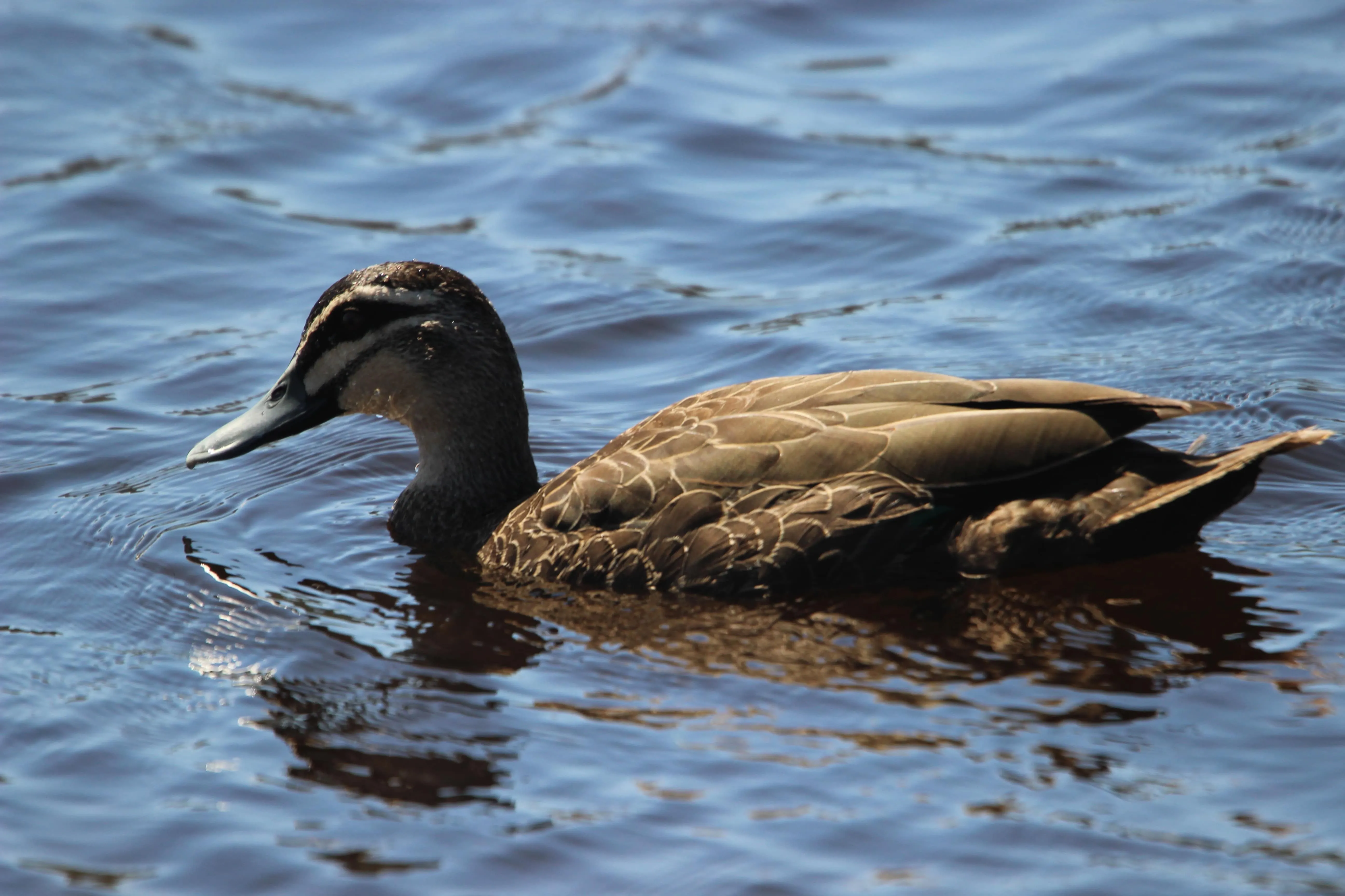Pure Pacific Black Duck swimming in the water