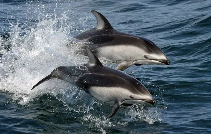 Pacific white-sided dolphins have white flanks.