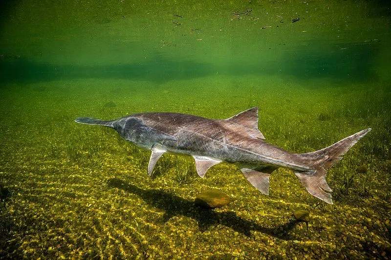 Paddlefish Facts for marine lovers