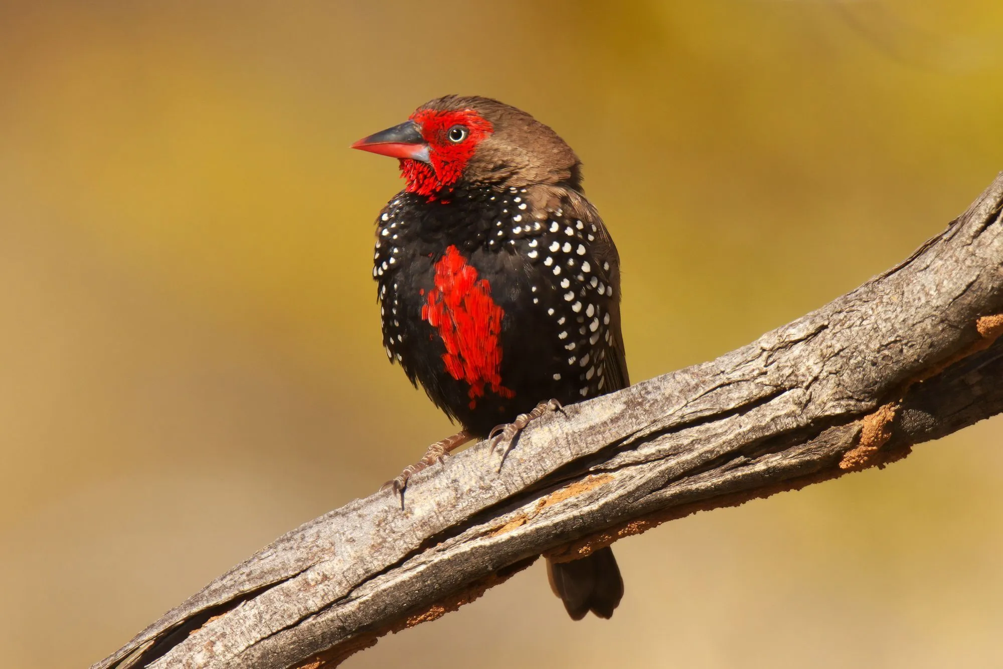 The painted finch facts that you might enjoy.)