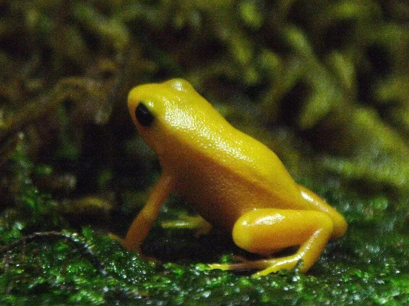 Painted mantellas have yellowish-green blotches on their body.