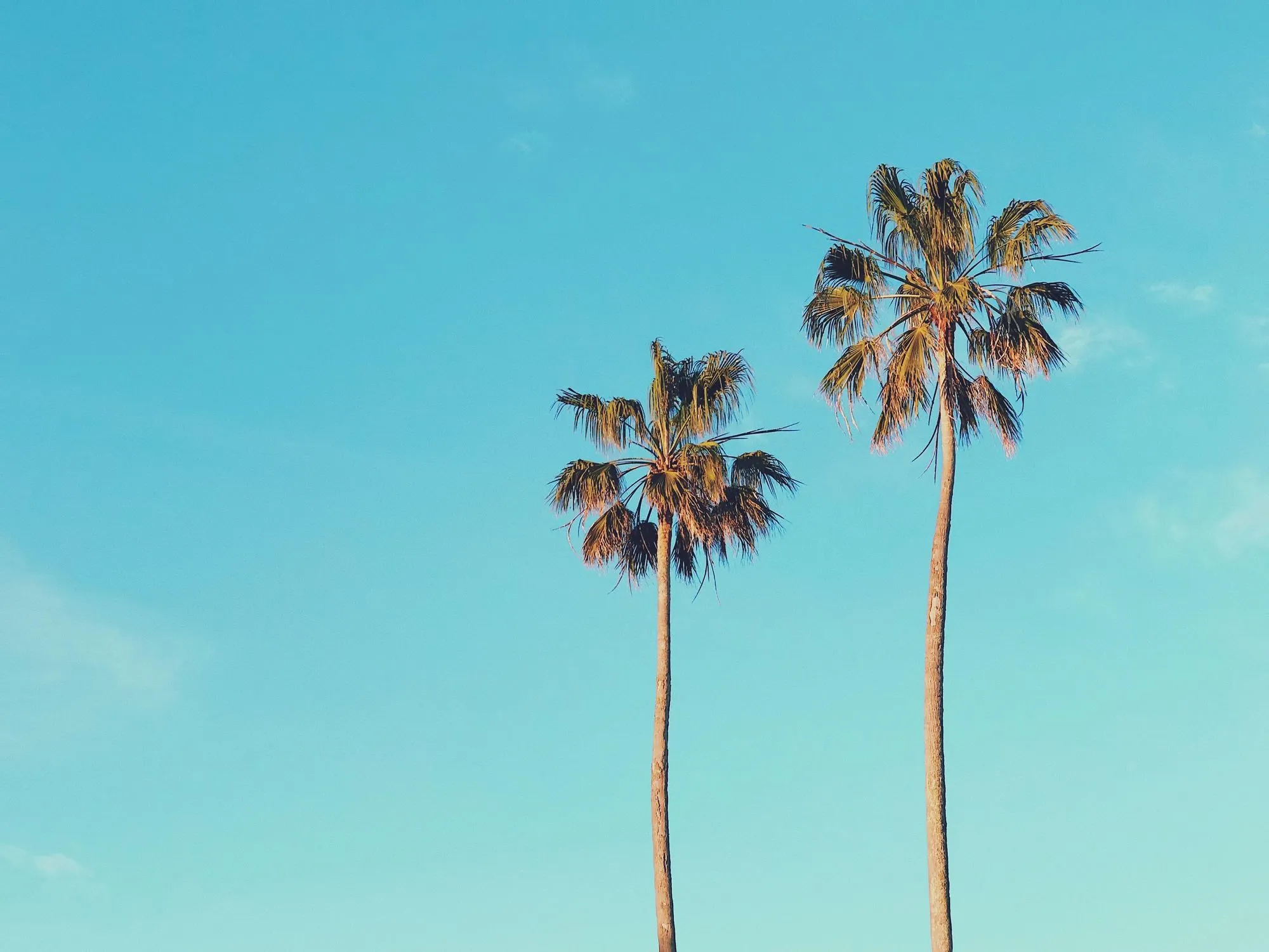 Palm trees together in a row look beautiful.