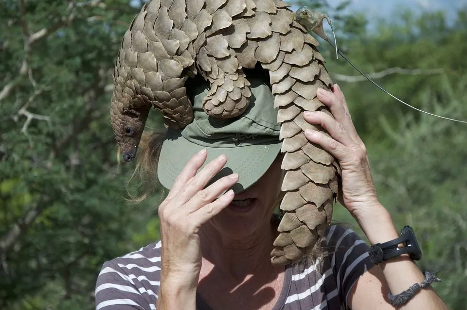 Pangolin Vs Armadillo Faceoff: Differences Between Predators Revealed!