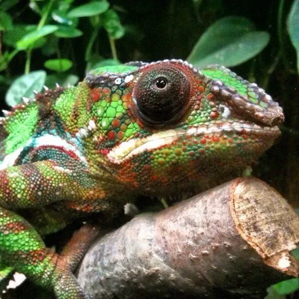 Panther chameleons come in a wide array of vibrant colors.