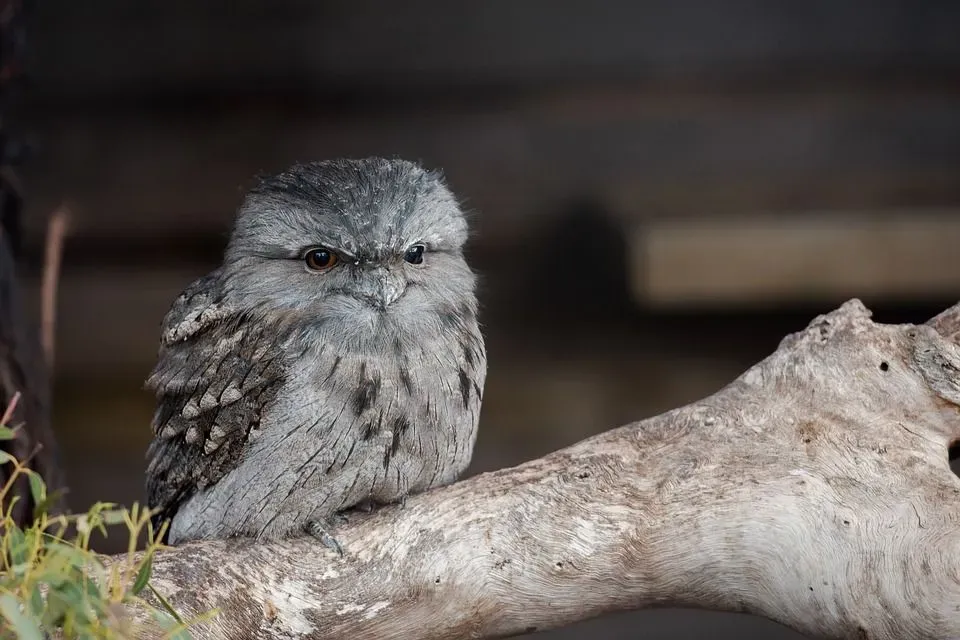 Papuan frogmouth calls are often heard before dawn and after dusk.