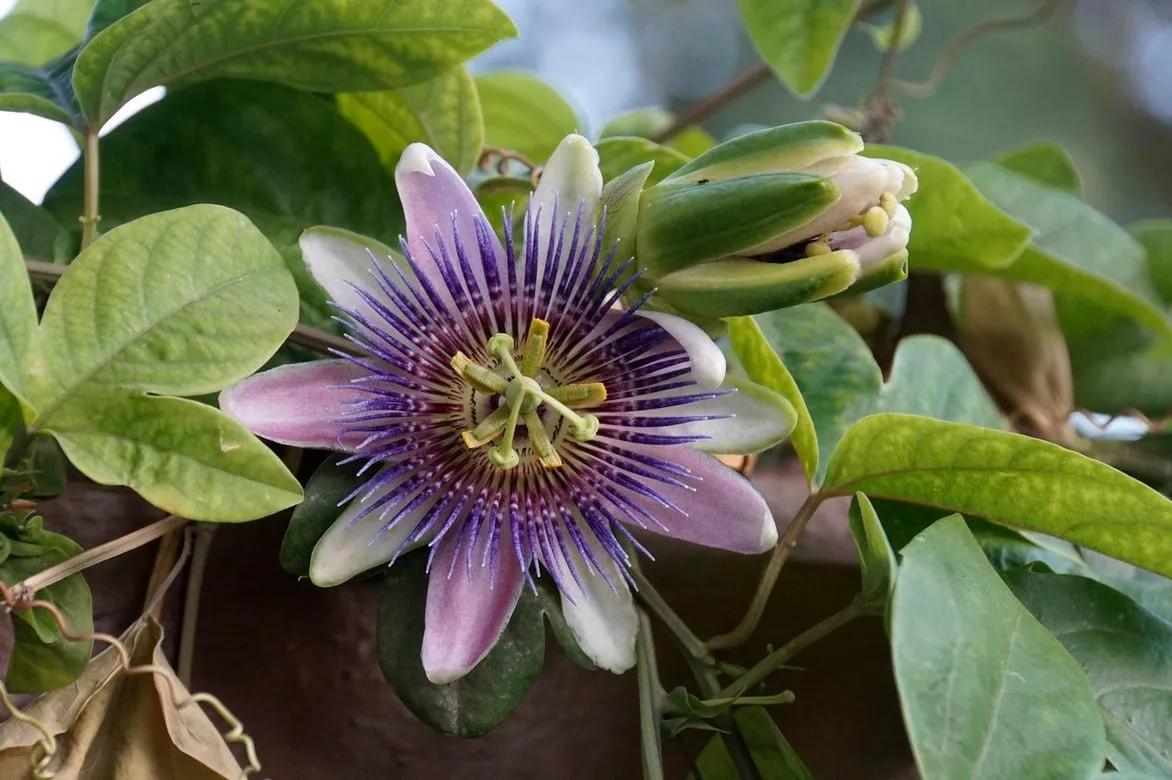 Passion flower is amongst the most beautiful flowers found in the Amazon rainforest.